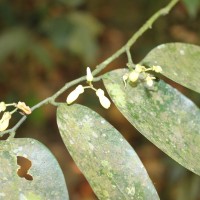 Polygalaceae